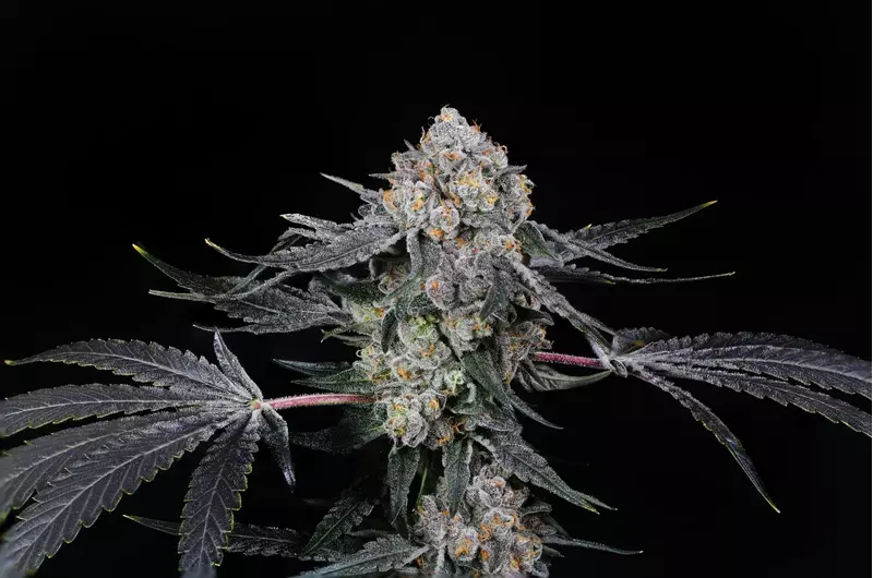 High Society, Фасовка: 5, изображение 3